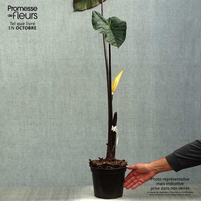 Colocasia esculenta Black Stem 3L/4L pot sample as delivered in autumn