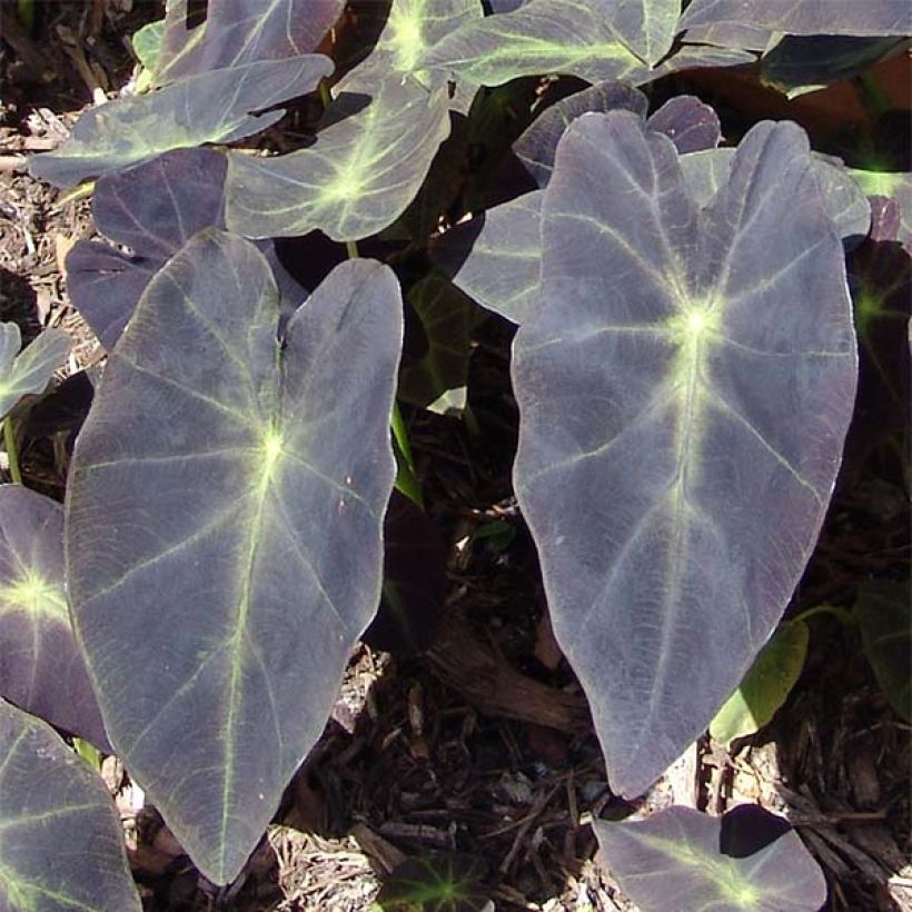 Colocasia esculenta Black magic (Foliage)