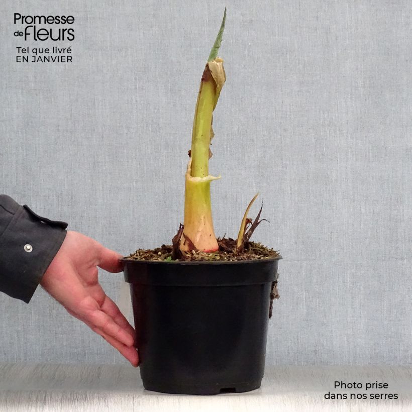 Colocasia esculenta Jacks Giant 3L/4L pot sample as delivered in winter