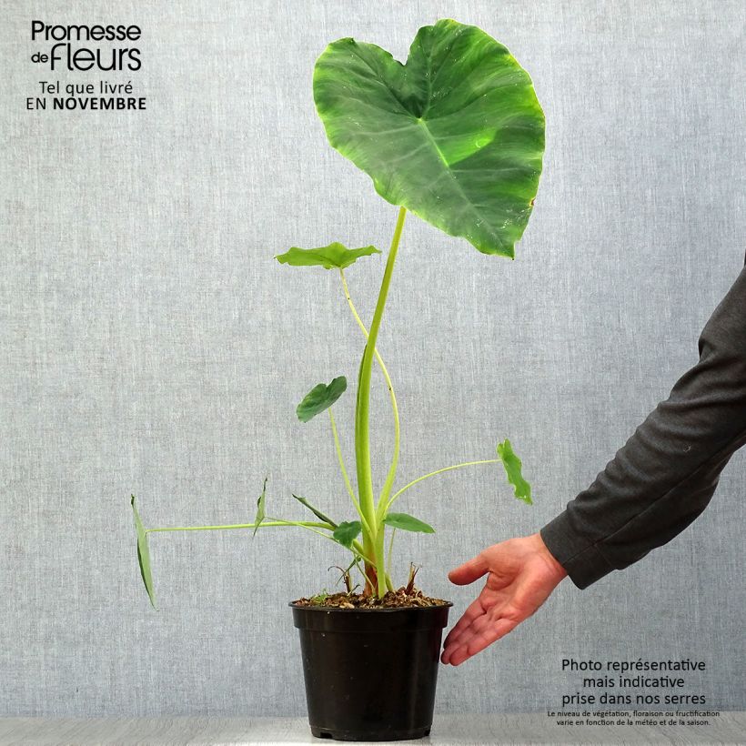 Colocasia esculenta Jacks Giant 3L/4L pot sample as delivered in autumn
