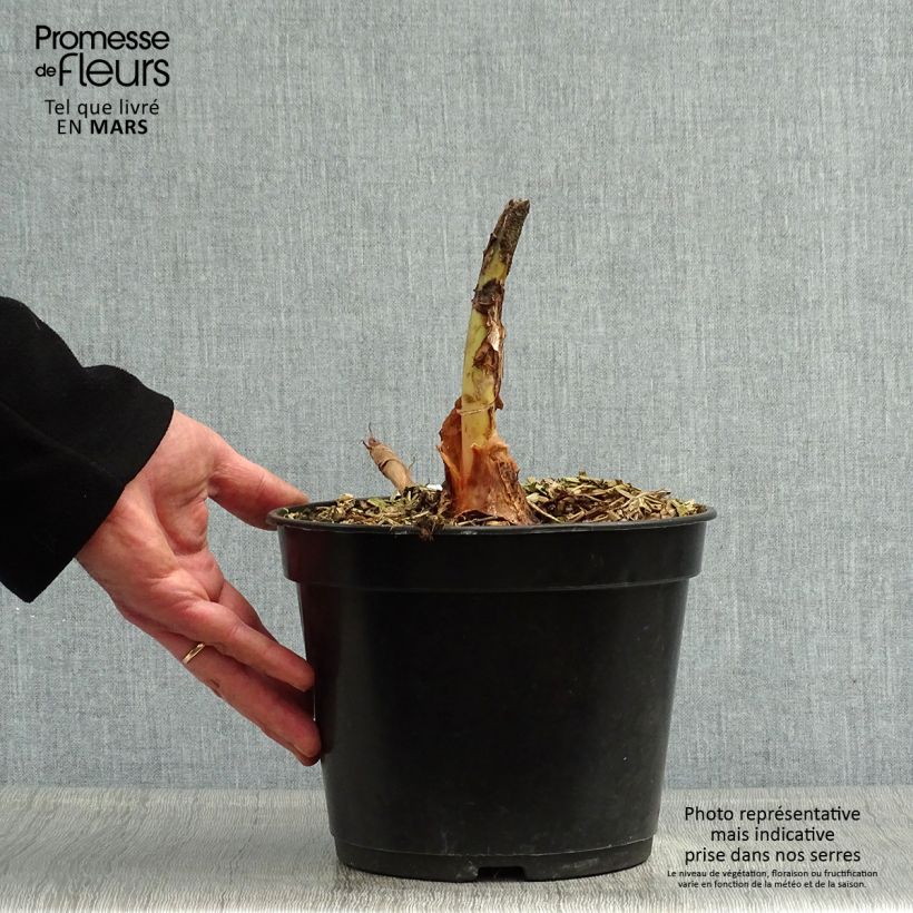 Colocasia esculenta Jacks Giant 3L/4L pot sample as delivered in spring