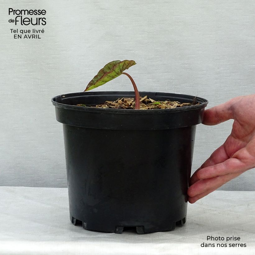 Colocasia Madeira 3L/4L pot sample as delivered in spring