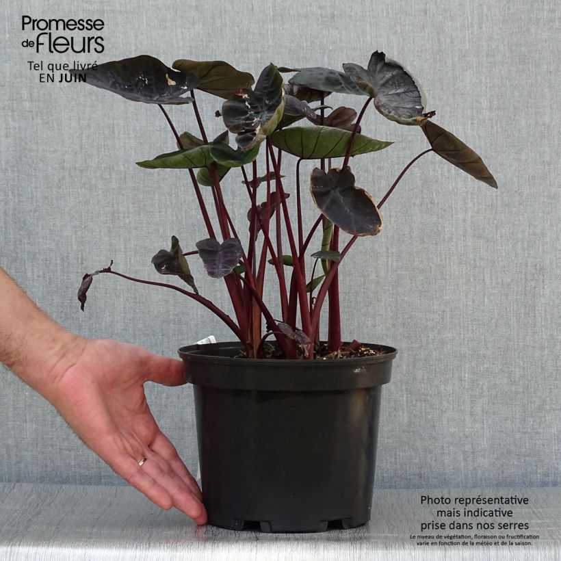 Colocasia Painted Black Gecko 4L/5L pot sample as delivered in summer