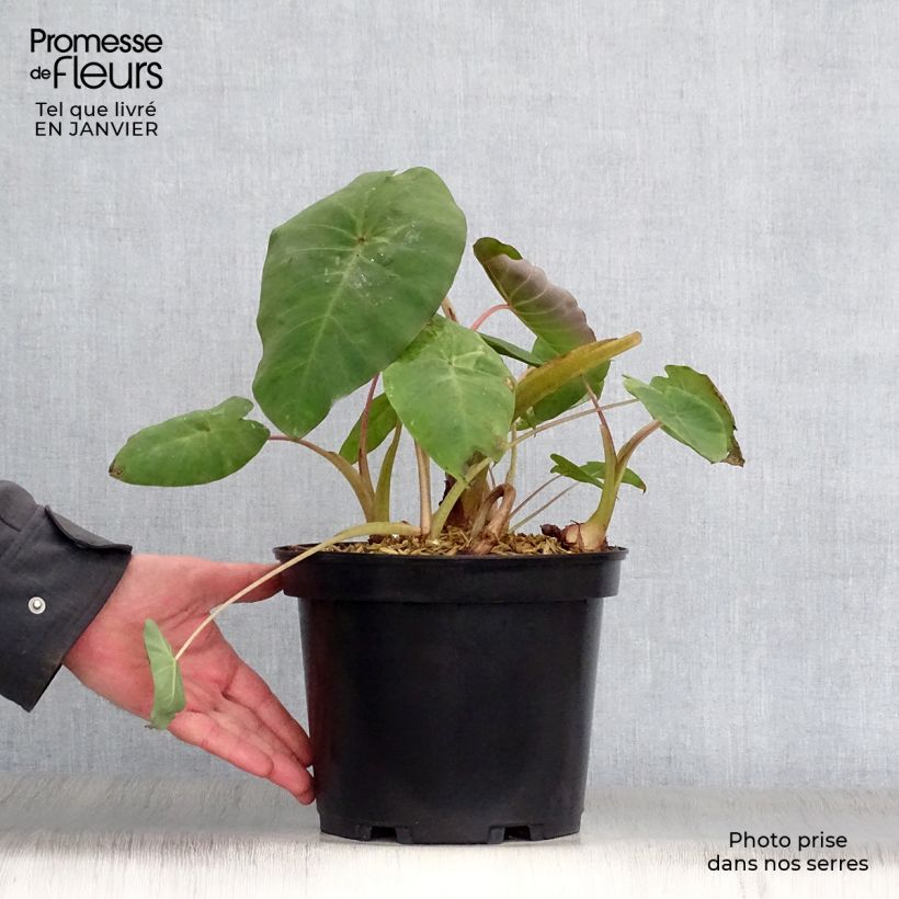 Colocasia Pink China 2L/3L pot sample as delivered in winter