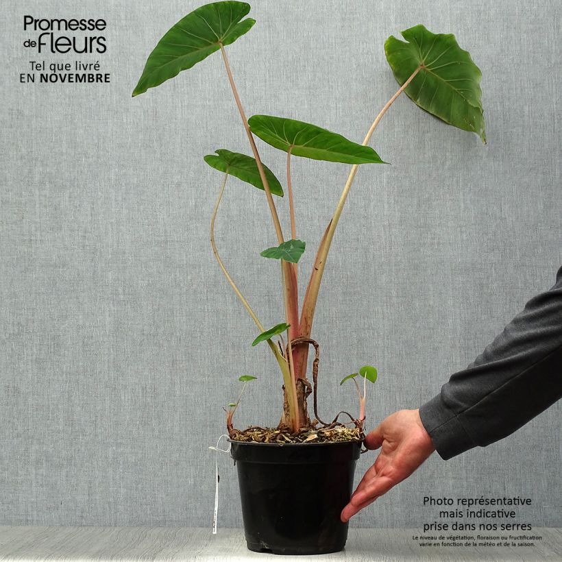 Colocasia Pink China 2L/3L pot sample as delivered in autumn