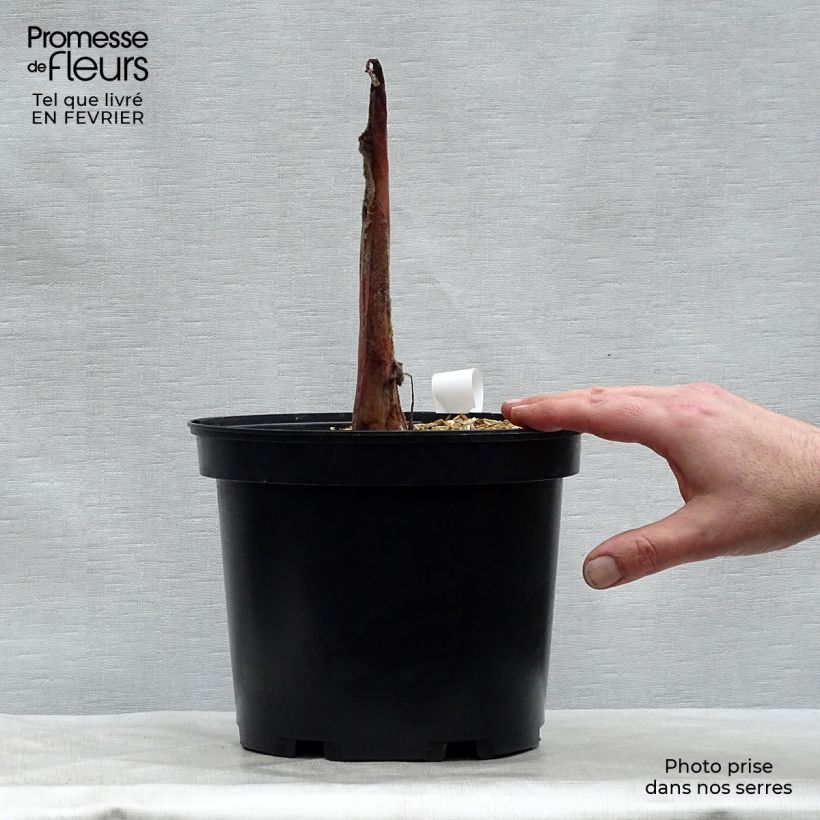 Colocasia esculenta Sangria 3L/4L pot sample as delivered in winter