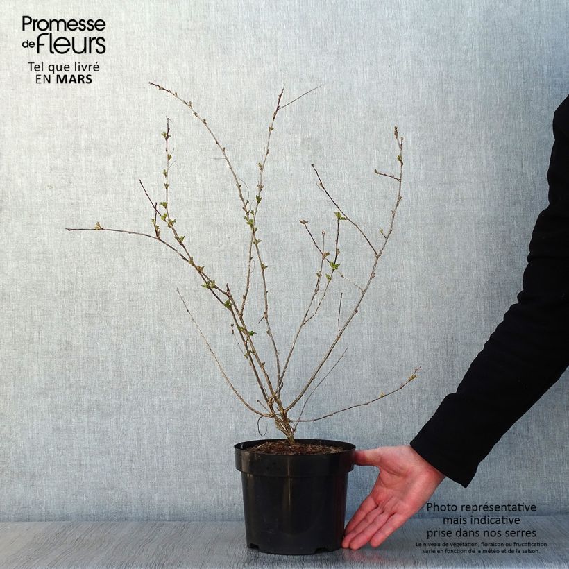 Colutea media Copper Beauty 3L/4L pot sample as delivered in winter