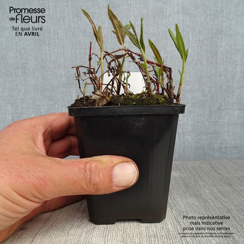 Comarum palustre 8/9 cm pot sample as delivered in spring