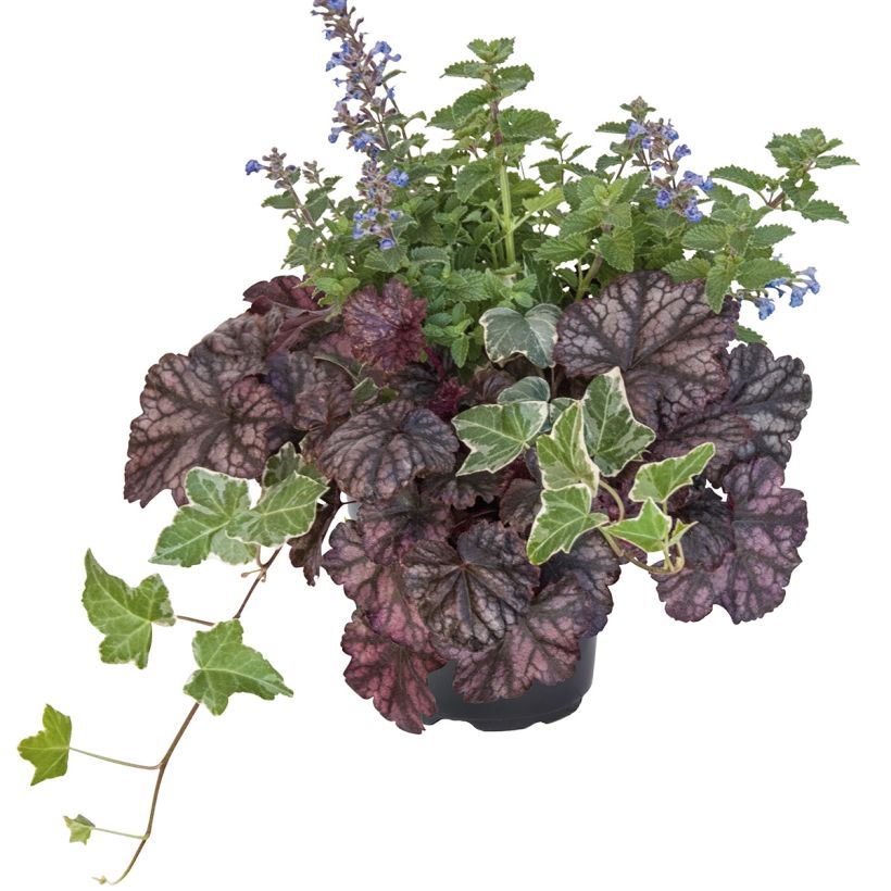 Autumn Breeze Arrangement - collection of 3 young plants (Plant habit)