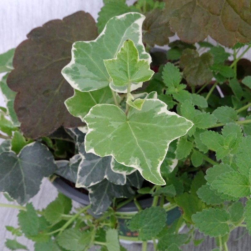 Autumn Breeze Arrangement - collection of 3 young plants (Foliage)