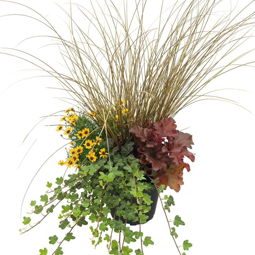 Joyful Plant Composition - collection of 4 young plants (Plant habit)