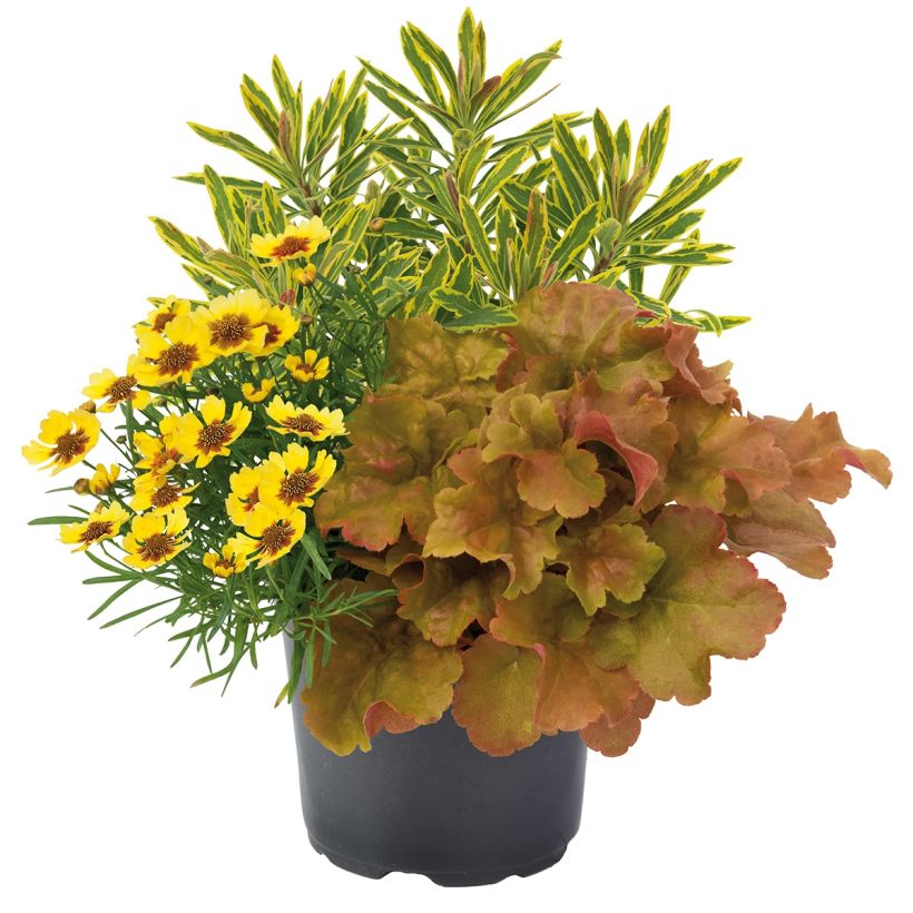 Hidden Treasure Plant Composition - collection of 3 young plants (Plant habit)