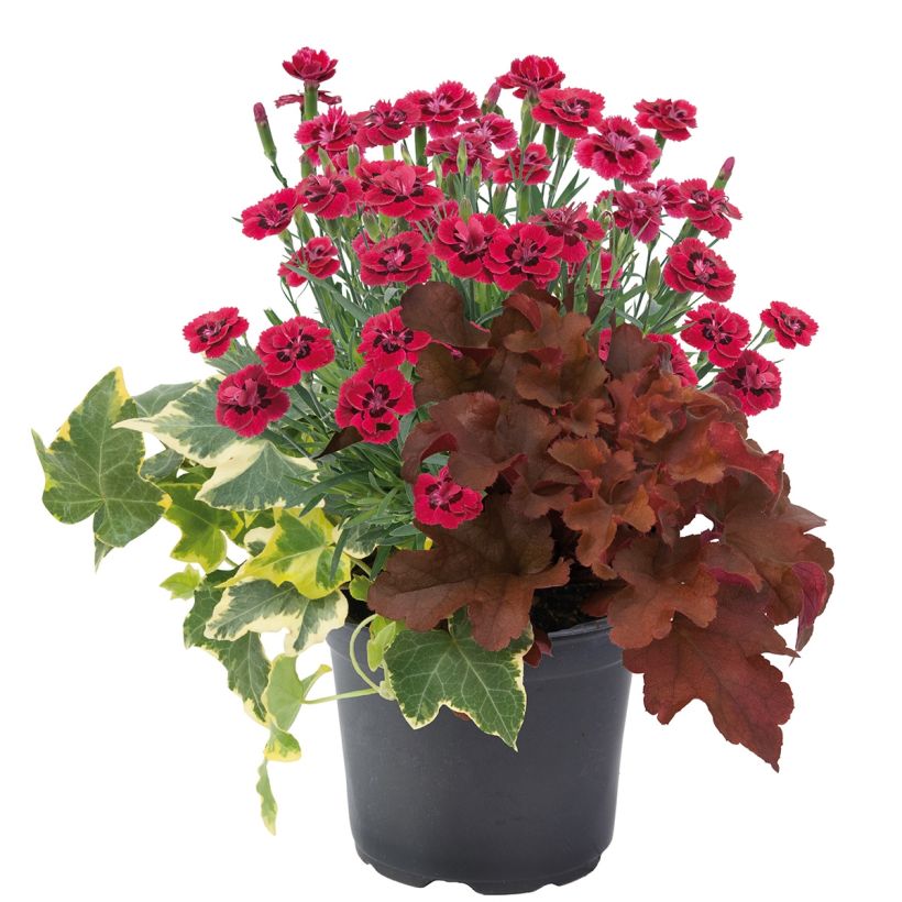 Lucky Charm Blend - blend of 3 young plants (Plant habit)