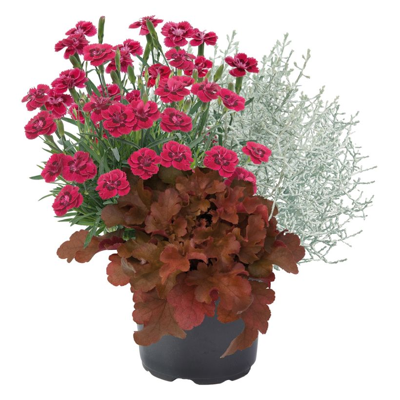 Morning Stroll Composition - Composition of 3 young plants (Plant habit)