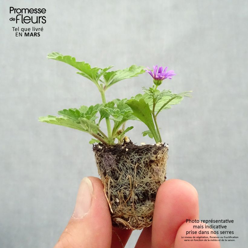 Purple Rain Composition - collection of 3 annual plants. Plug plant 3/4cm sample as delivered in spring