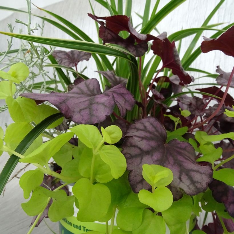 Silent Sunday Composition - A collection of 4 young plants (Foliage)