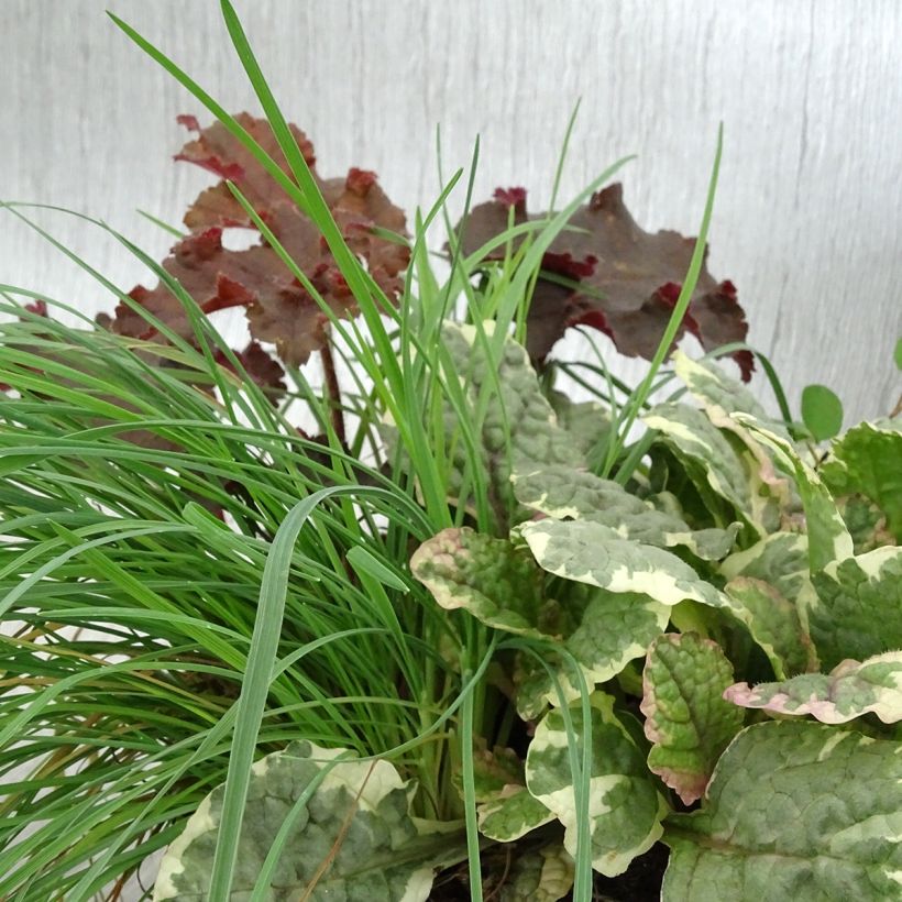 Sunkissed Blend - blend of 4 young plants (Foliage)