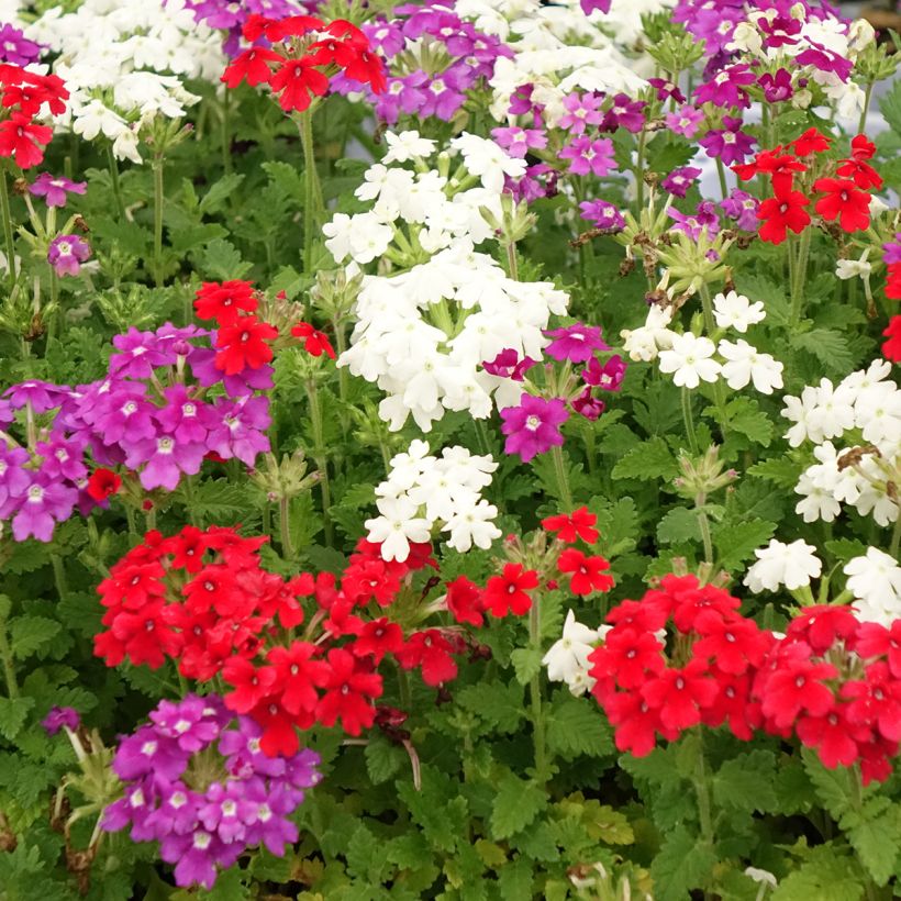 Belle Epoque Composition - 3 Garden Verbenas (Flowering)