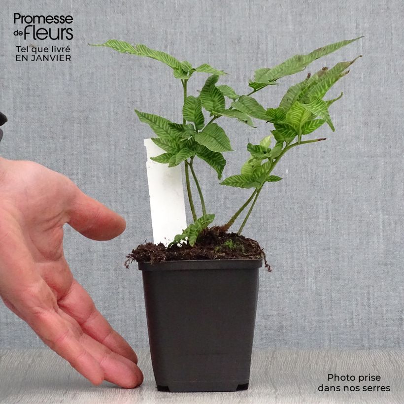 Coniogramme emeiensis 8/9 cm pot sample as delivered in winter