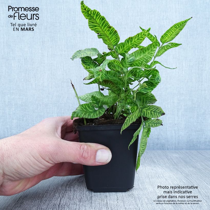 Coniogramme emeiensis 8/9 cm pot sample as delivered in spring