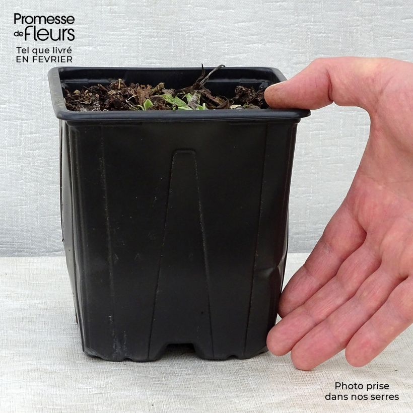 Symphytum azureum  2L/3L pot sample as delivered in winter