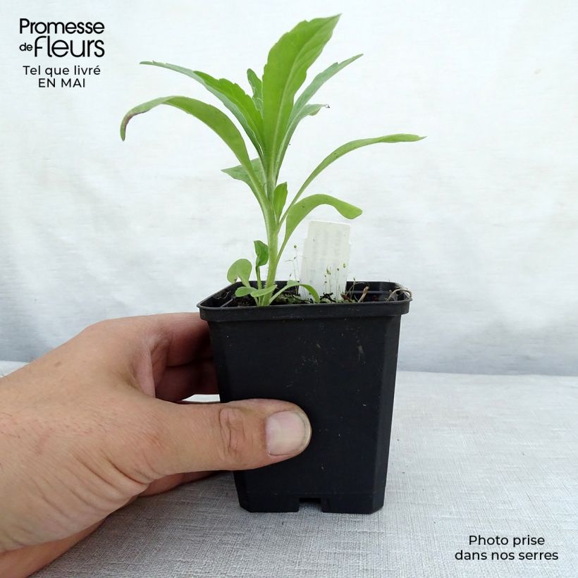 Symphytum Hidcote Pink - Comfrey 8/9 cm pot sample as delivered in spring