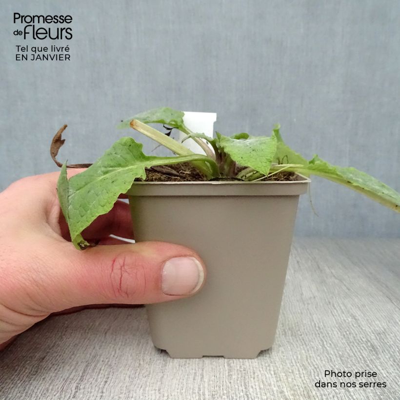 Symphytum Hidcote Pink - Comfrey 8/9 cm pot sample as delivered in winter