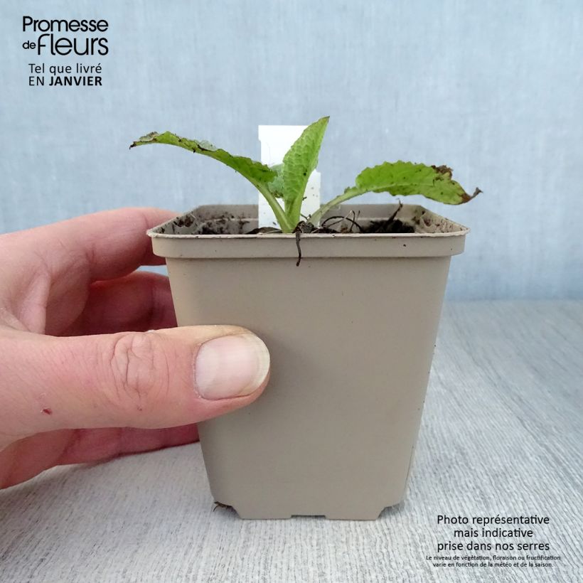 Symphytum grandiflorum Sky Blue Pink - Comfrey 8/9 cm pot sample as delivered in winter