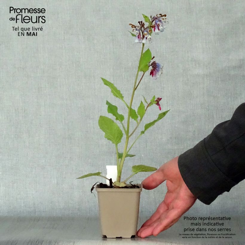 Symphytum grandiflorum Sky Blue Pink - Comfrey 8/9 cm pot sample as delivered in spring