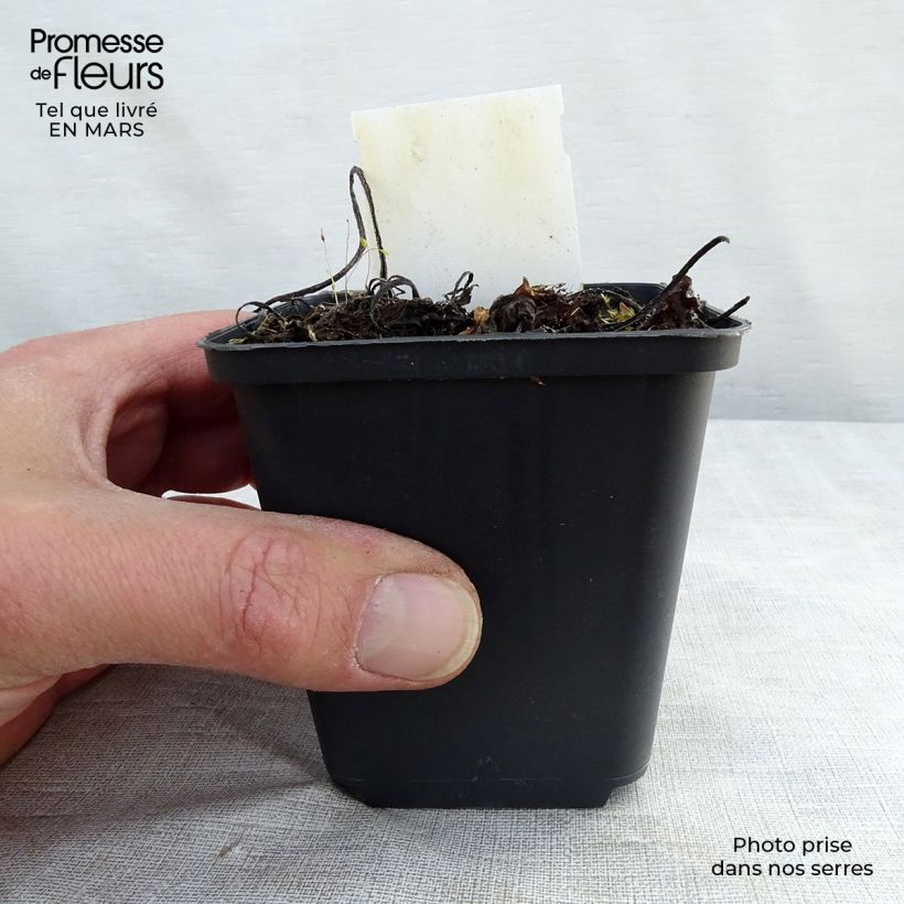Symphytum grandiflorum - Comfrey 8/9 cm pot sample as delivered in spring