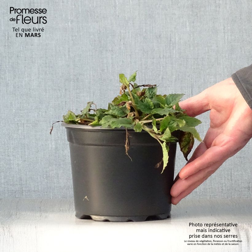 Symphytum grandiflorum - Comfrey 2L/3L pot sample as delivered in spring