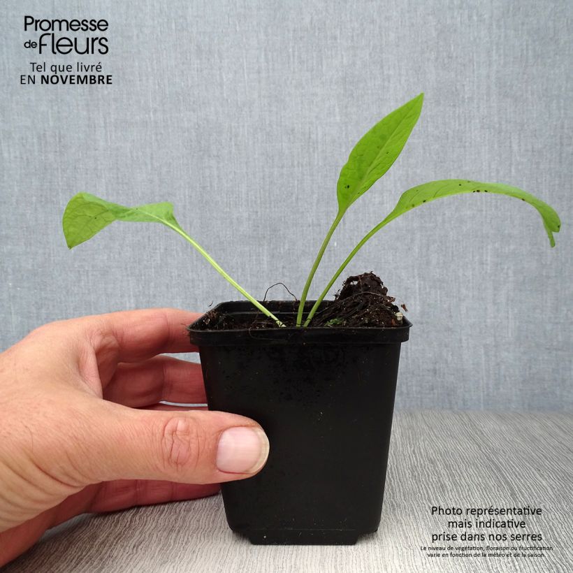 Symphytum officinale - Comfrey 8/9 cm pot sample as delivered in autumn