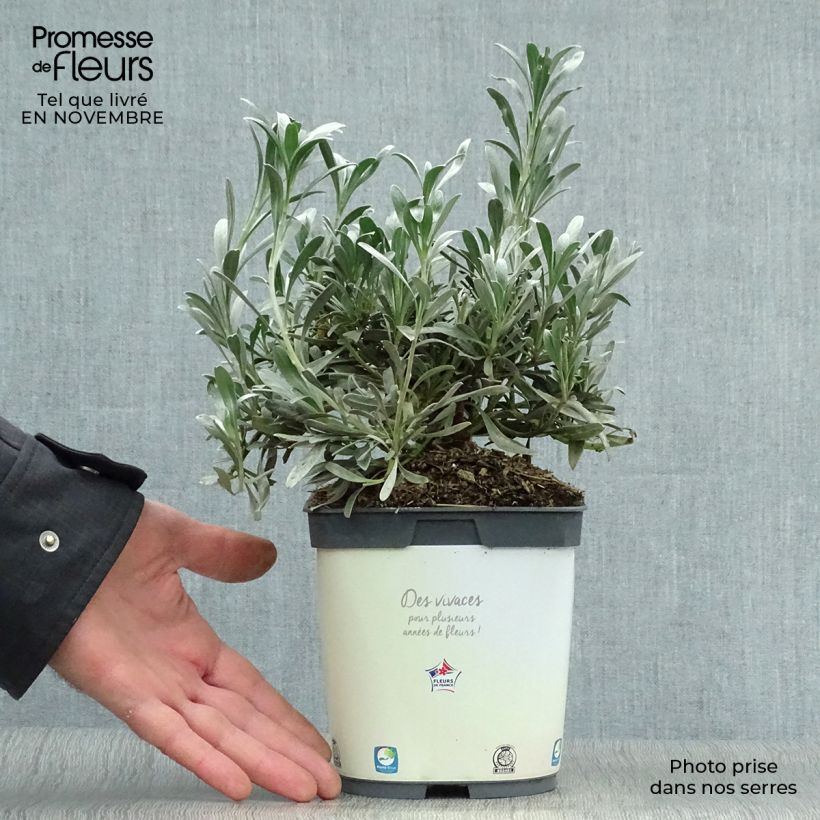 Convolvulus cneorum - Silver bindweed 2L/3L pot sample as delivered in autumn