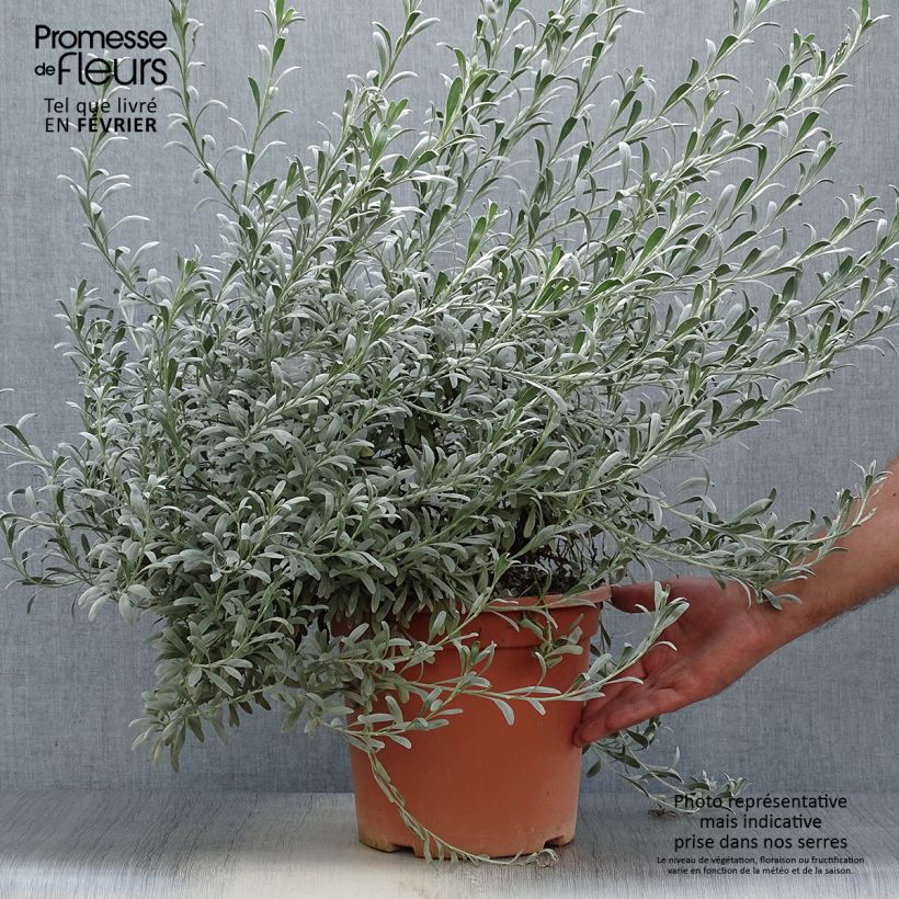 Convolvulus cneorum - Silver bindweed 7.5L/10L pot sample as delivered in autumn