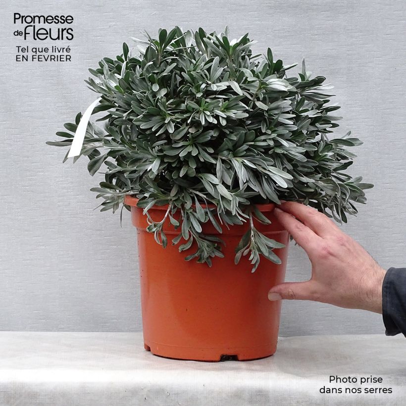 Convolvulus cneorum - Silver bindweed 7.5L/10L pot sample as delivered in winter