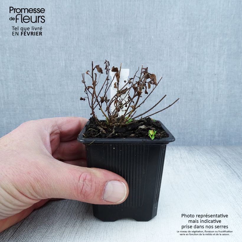 Convolvulus sabatius 8/9 cm pot sample as delivered in winter