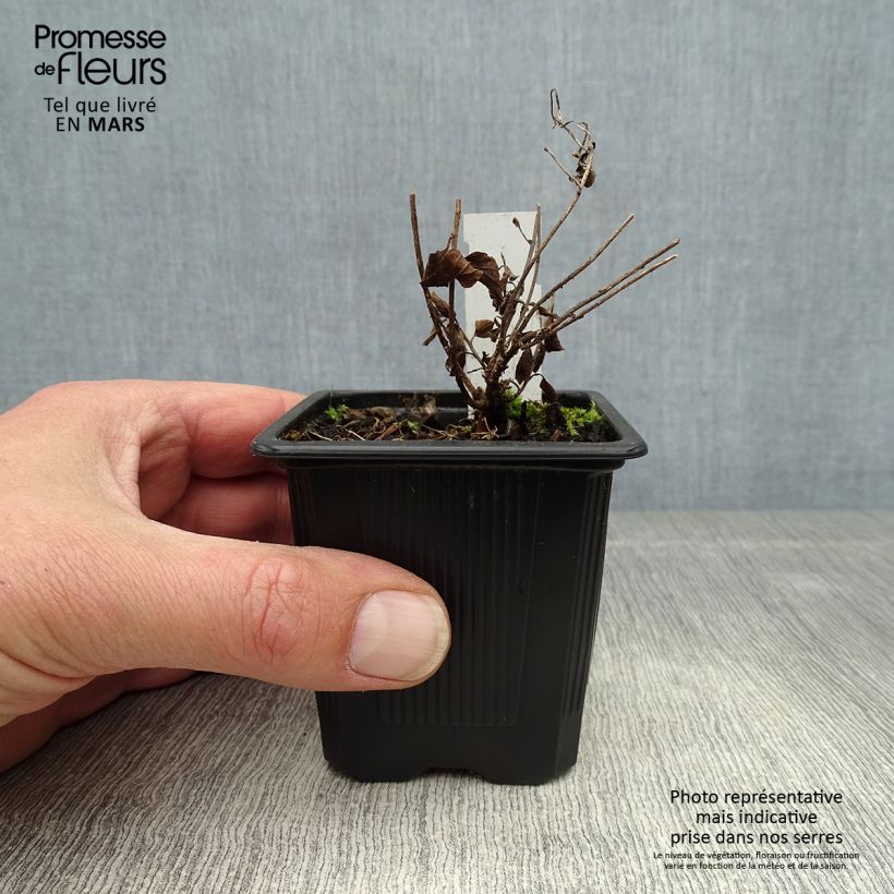 Convolvulus sabatius 8/9 cm pot sample as delivered in spring