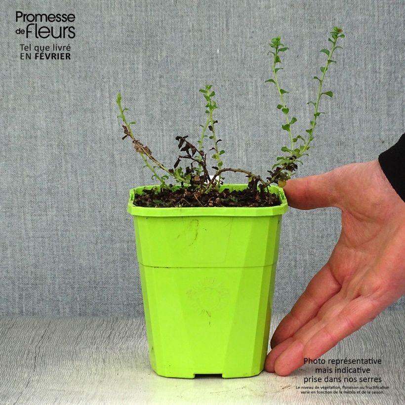 Convolvulus sabatius Moroccan Beauty 1L/1.5L pot sample as delivered in winter