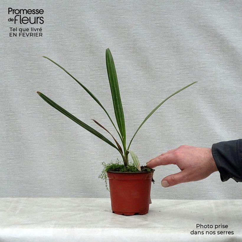 Copernicia alba - Caranda Palm 12cm pot sample as delivered in winter