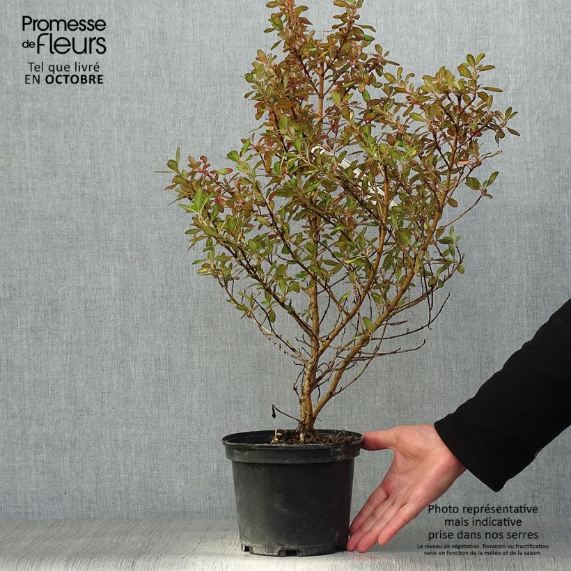 Coprosma Evening Glow 2L/3L pot sample as delivered in autumn