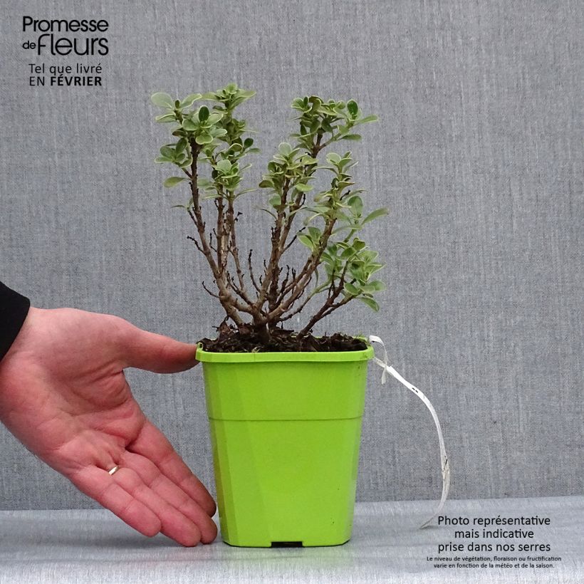 Coprosma Mini Mac 3L/4L pot sample as delivered in winter