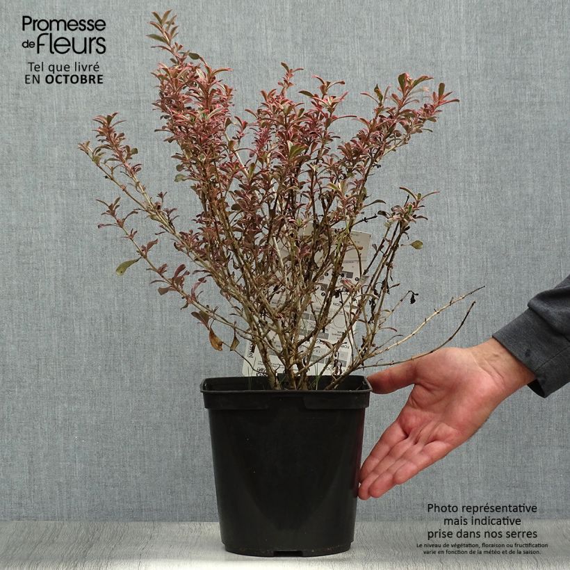 Coprosma repens Fire Burst 3L/4L pot sample as delivered in autumn