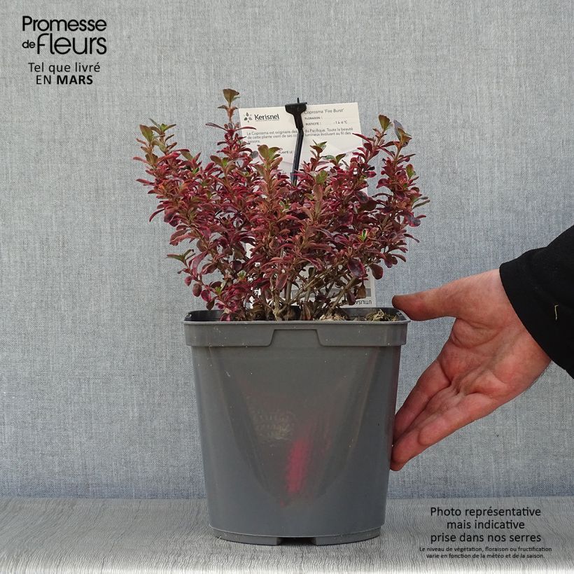 Coprosma repens Fire Burst 3L/4L pot sample as delivered in spring