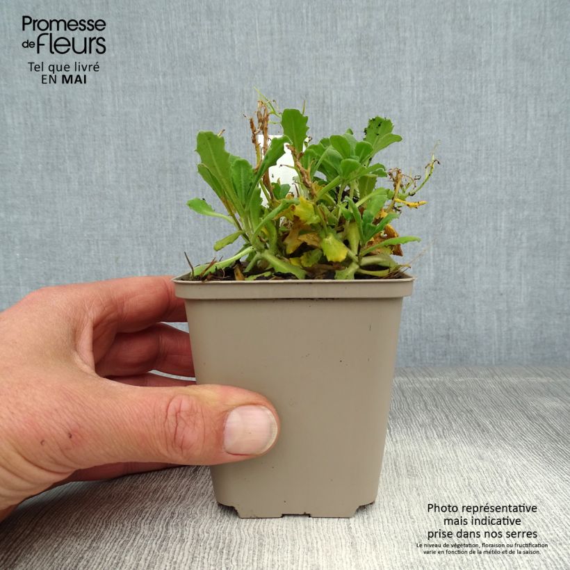 Arabis Caucasica Bakkely 8/9 cm pot sample as delivered in spring