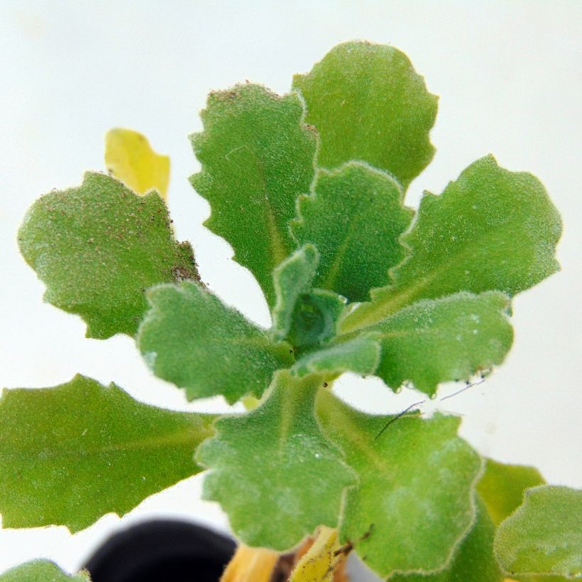 Arabis Caucasica Bakkely (Foliage)