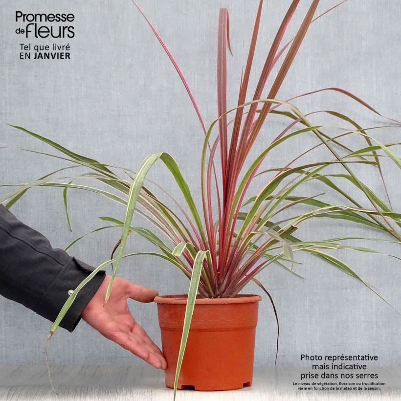 Cordyline Can Can - Cabbage Tree 2L/3L pot sample as delivered in winter
