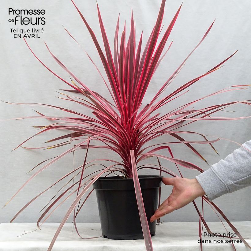 Cordyline australis Charlie boy - Cabbage Tree 4L/5L pot sample as delivered in spring