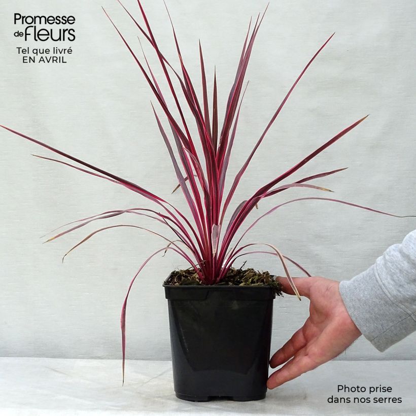 Cordyline australis Cherry Sensation - Cabbage Tree 2L/3L pot sample as delivered in spring