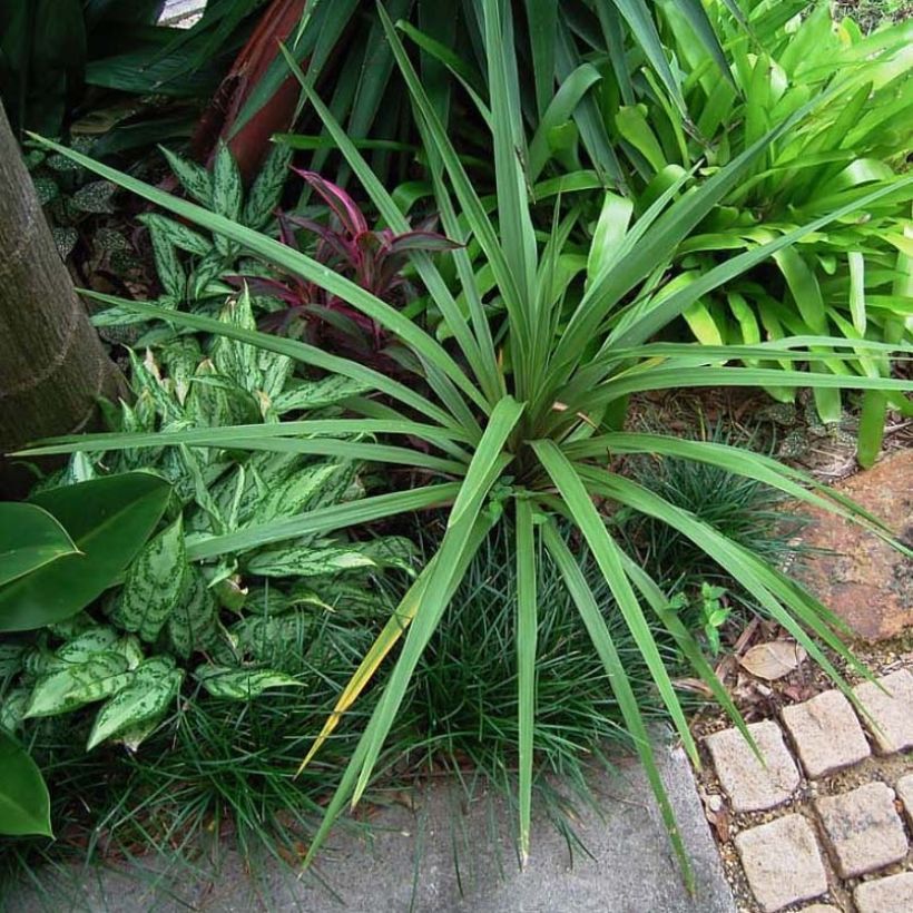 Cordyline australis Peko - Cabbage Tree (Foliage)