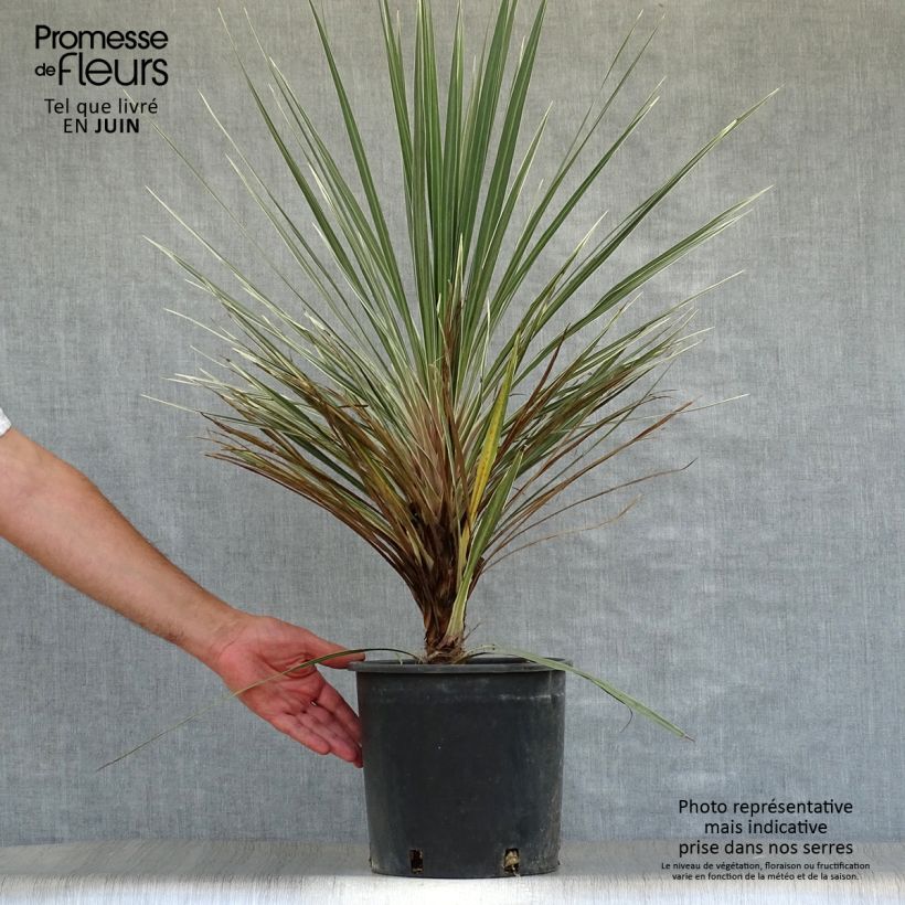 Cordyline australis Pink Champagne - Cabbage Tree 3L/4L pot sample as delivered in summer